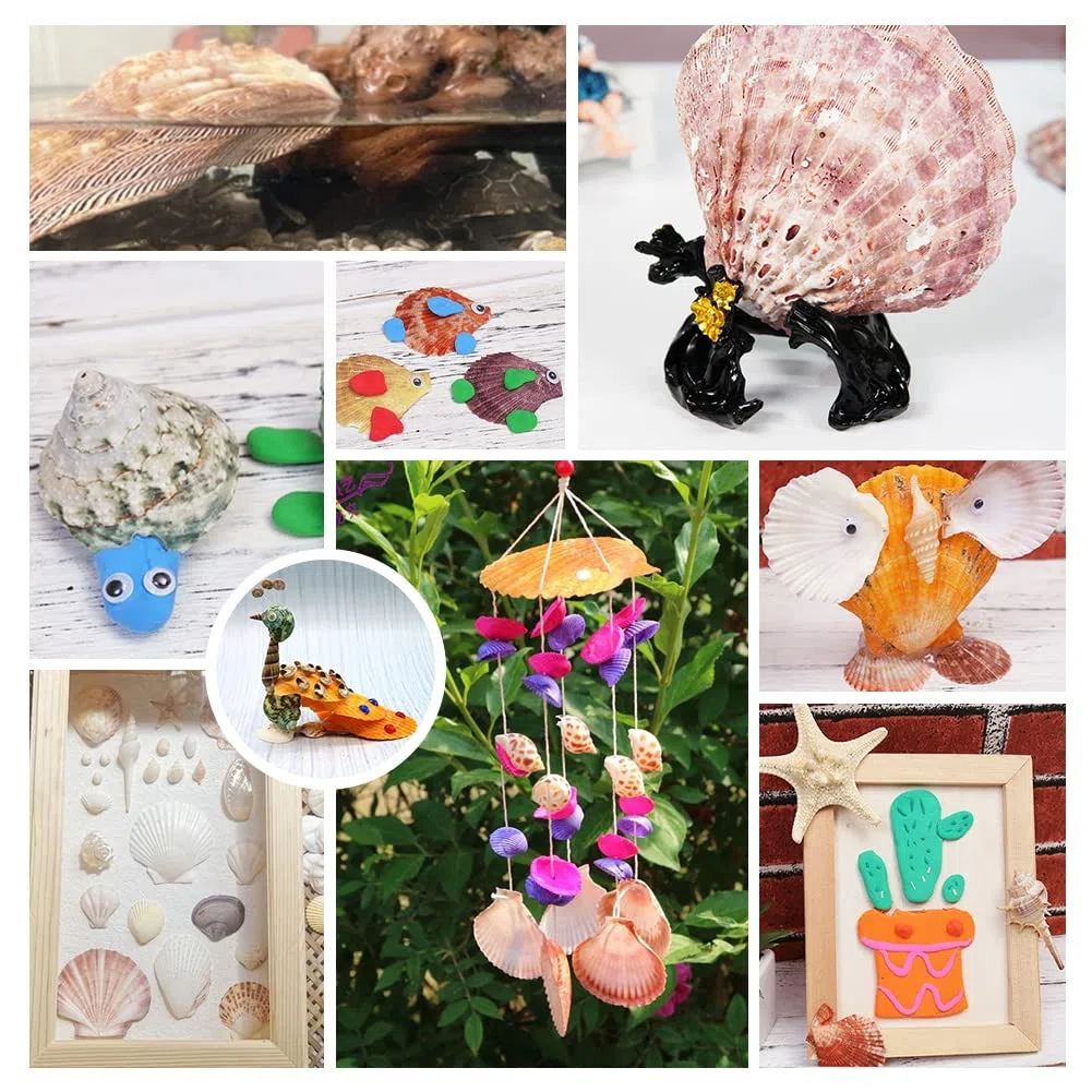 PH PandaHall 2 pz Grandi Conchiglie di Capesante Zampa di Leone Conchiglie di Capesante Perline di Conchiglia Naturale Non Forate per Filler Arte Artigianato Decorazioni per La Casa