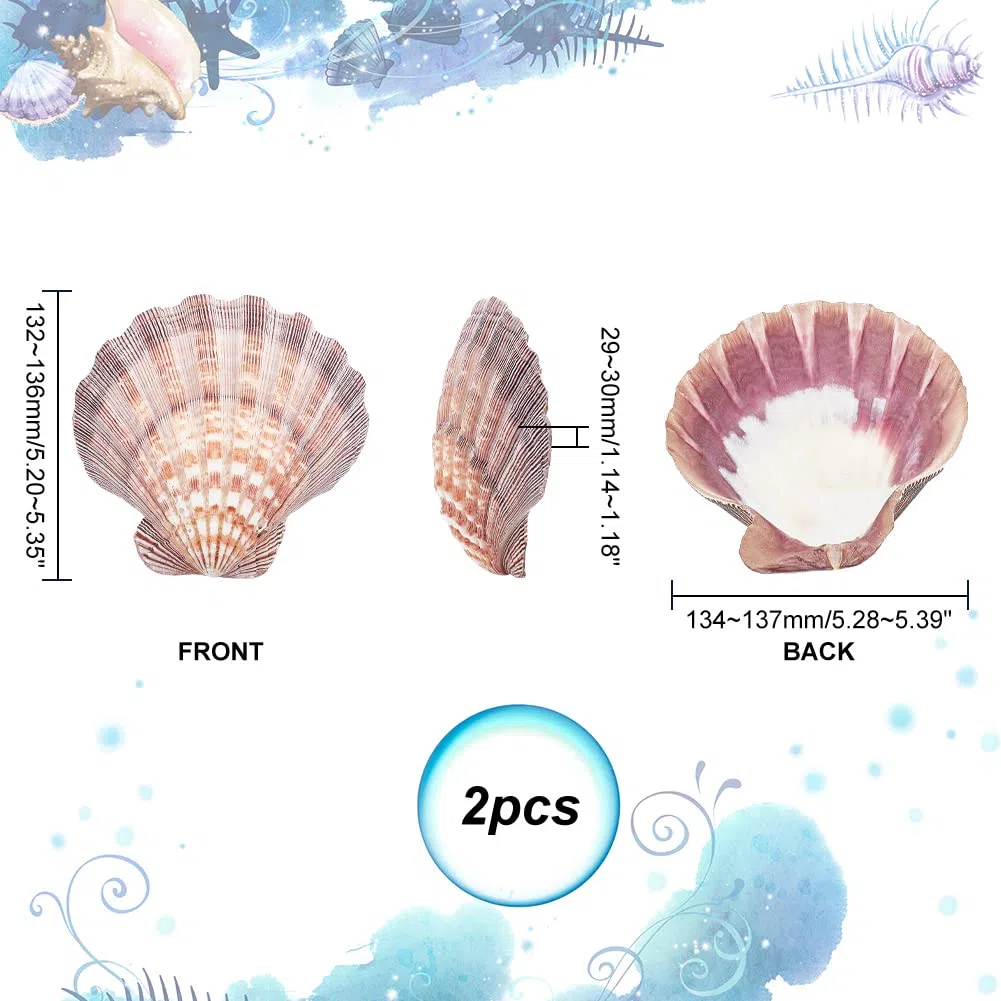 PH PandaHall 2 pz Grandi Conchiglie di Capesante Zampa di Leone Conchiglie di Capesante Perline di Conchiglia Naturale Non Forate per Filler Arte Artigianato Decorazioni per La Casa