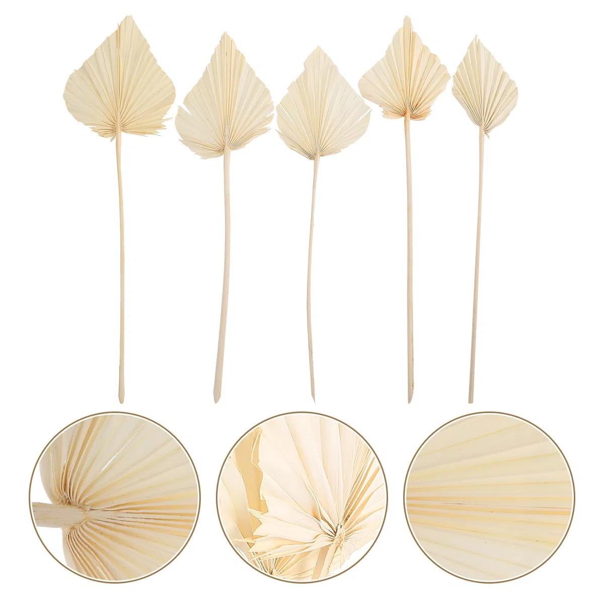 Foglie di Palma Secche 5 Pezzi per Decorazioni Natalizie e Composizioni Floreali, Accessori per Addobbi Casa Interni ed Esterni