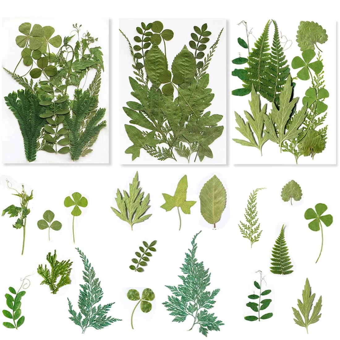 36 Pezzi Foglie Secche, Foglie Secche Naturali, Foglie vere Essiccate Pressate, Verde Essiccato Naturale Assortito per Resina, Candele, Gioielli, Sapone, Artigianato, Decorazioni