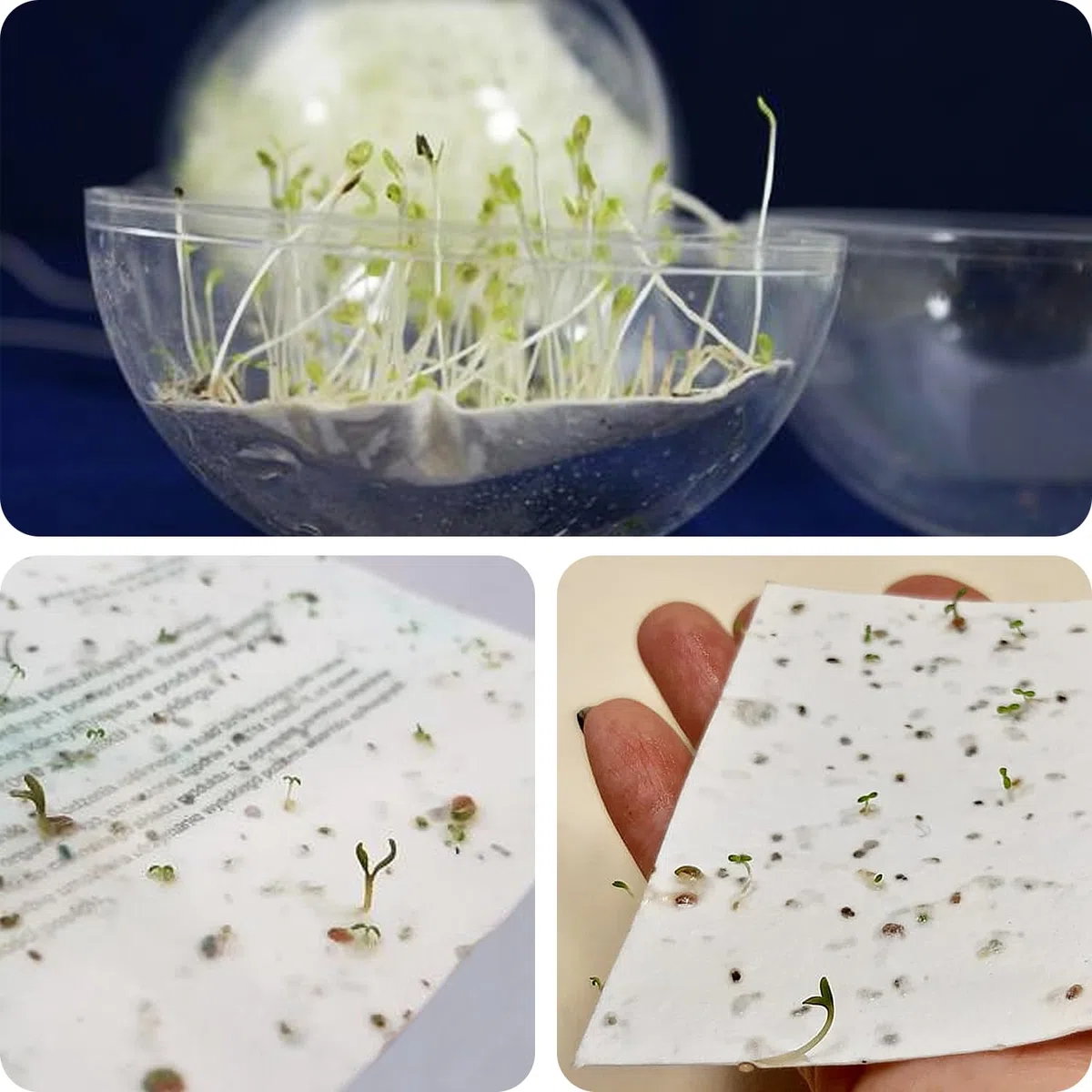 Netuno 5 fogli Carta Piantabile con Semi di Fiori A4 21 x 29,7 cm carta fatta a mano Ecologica Biodegradabile per Inviti Biglietti Bomboniere Regali Originali Germoglia e Fiorisce