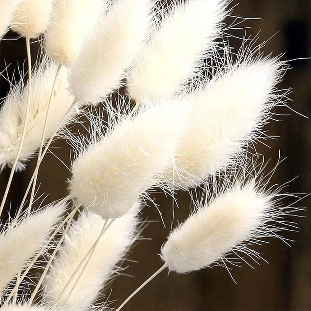 Piccola Erba Secca di Pampa,Coda di Coniglio Essiccata Mazzi di Erba 30 PCS Coda di Coniglio Pampa Erba Secca Naturale Fiore Artificiale per Matrimonio Decorazione D'interni Domestica Giardino Festa