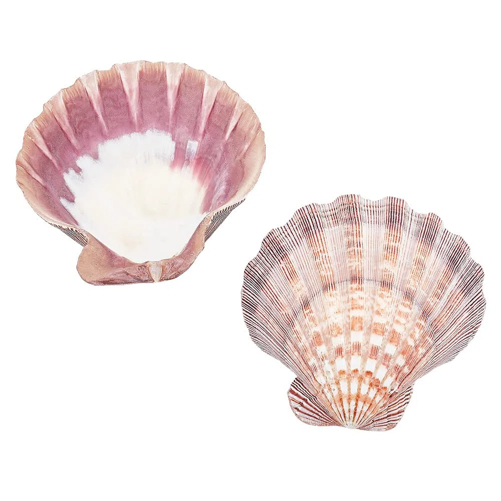 PH PandaHall 2 pz Grandi Conchiglie di Capesante Zampa di Leone Conchiglie di Capesante Perline di Conchiglia Naturale Non Forate per Filler Arte Artigianato Decorazioni per La Casa