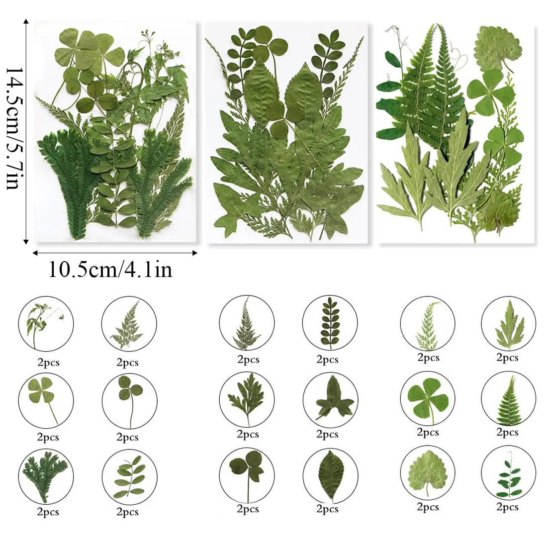 36 Pezzi Foglie Secche, Foglie Secche Naturali, Foglie vere Essiccate Pressate, Verde Essiccato Naturale Assortito per Resina, Candele, Gioielli, Sapone, Artigianato, Decorazioni