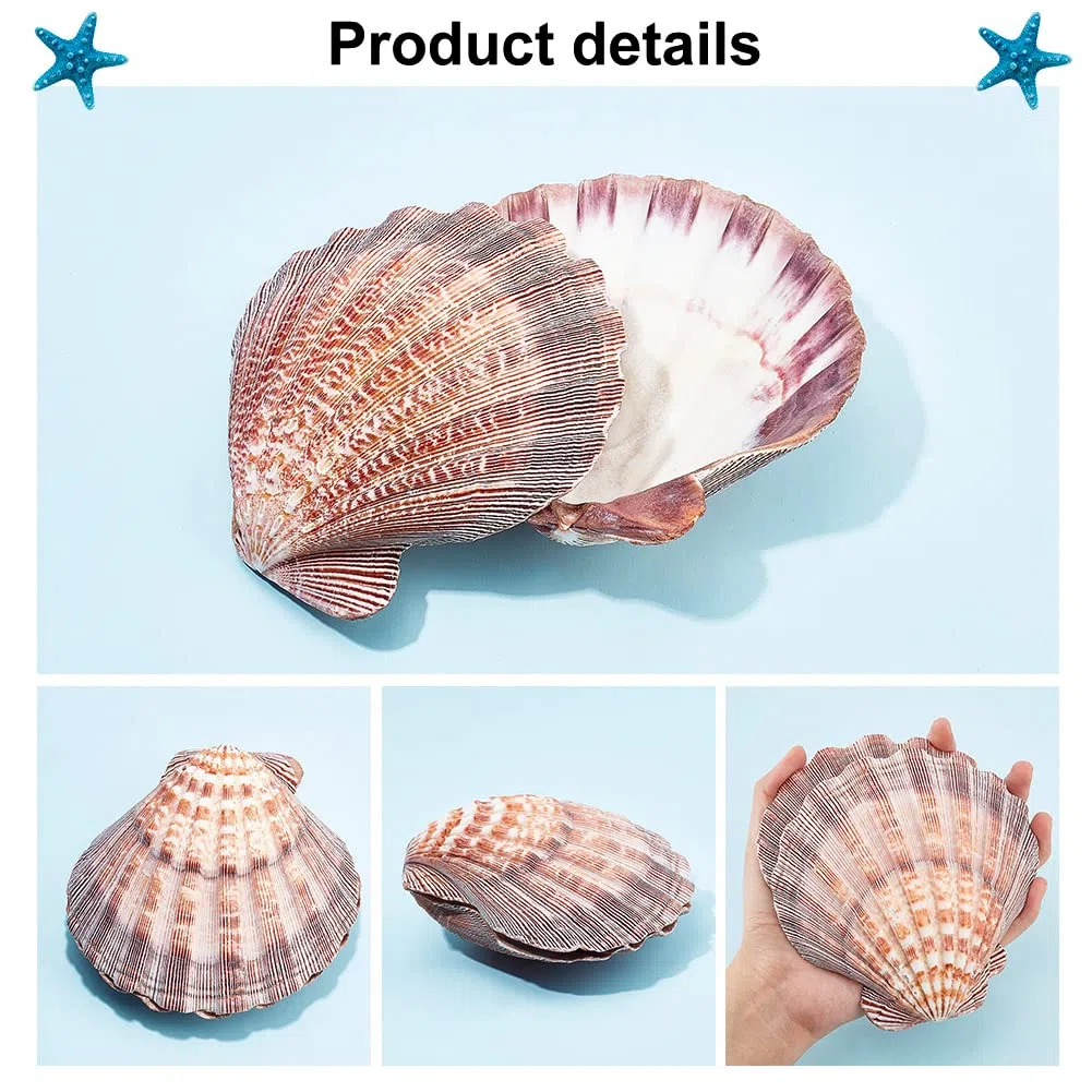 PH PandaHall 2 pz Grandi Conchiglie di Capesante Zampa di Leone Conchiglie di Capesante Perline di Conchiglia Naturale Non Forate per Filler Arte Artigianato Decorazioni per La Casa