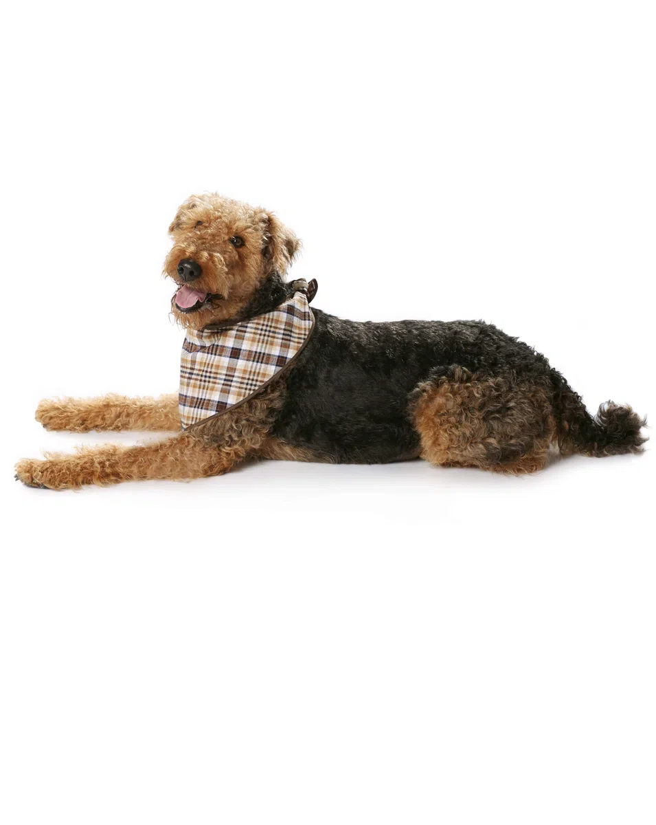 Burda B7752 - Cartamodello per cappottino per cane, dimensioni: 19 x 13 cm