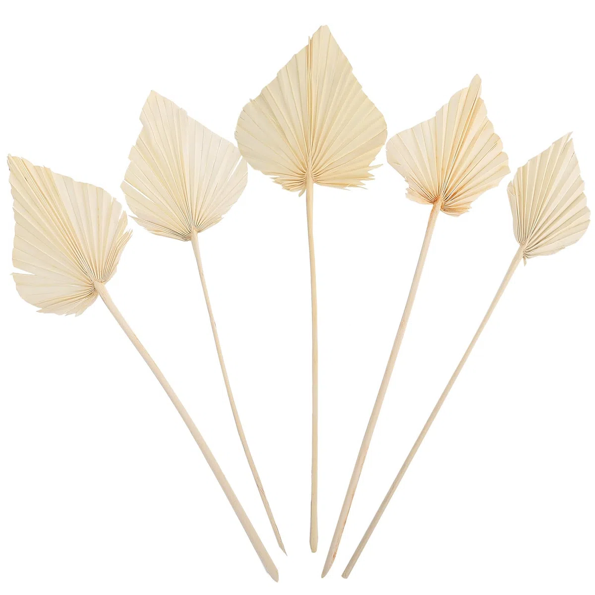 Foglie di Palma Secche 5 Pezzi per Decorazioni Natalizie e Composizioni Floreali, Accessori per Addobbi Casa Interni ed Esterni
