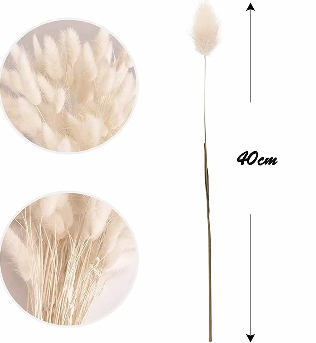 Piccola Erba Secca di Pampa,Coda di Coniglio Essiccata Mazzi di Erba 30 PCS Coda di Coniglio Pampa Erba Secca Naturale Fiore Artificiale per Matrimonio Decorazione D'interni Domestica Giardino Festa